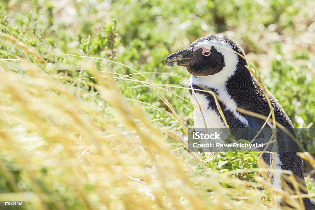 Penguin in der Wildnis - Lizenzfrei Afrika Stock-Foto