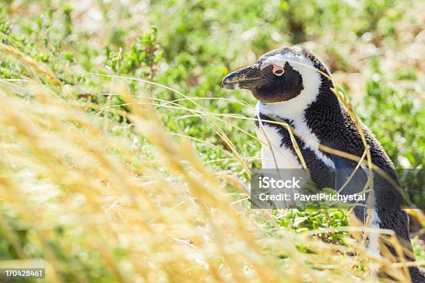 Penguin In Der Wildnis Stockfoto und mehr Bilder von Afrika - Afrika, Einzelnes Tier, Farbbild