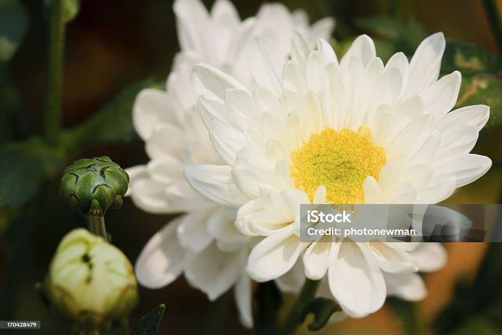 Blanco chrysanthemums flores - Foto de stock de Amarillo - Color libre de derechos