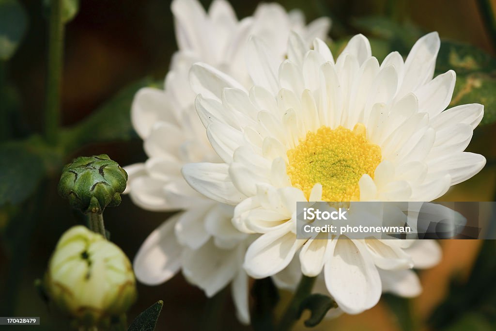 Chrysanthèmes fleurs blanches - Photo de Arbre en fleurs libre de droits