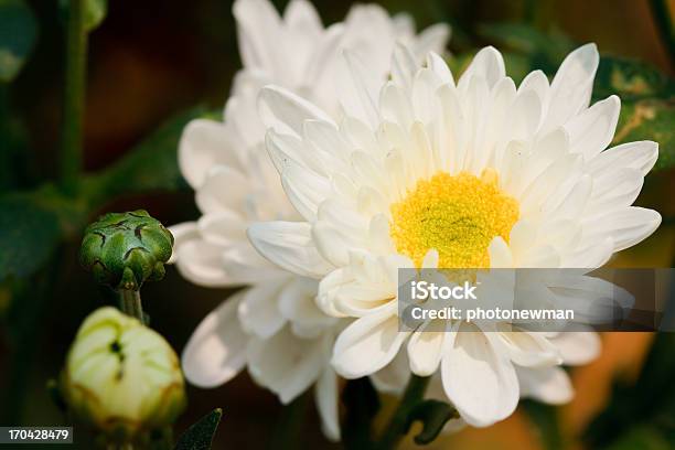 Photo libre de droit de Chrysanthèmes Fleurs Blanches banque d'images et plus d'images libres de droit de Arbre en fleurs - Arbre en fleurs, Beauté, Beauté de la nature