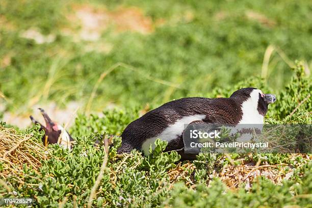 Pinguino In Selvaggio - Fotografie stock e altre immagini di Africa - Africa, Ala di animale, Ambientazione esterna