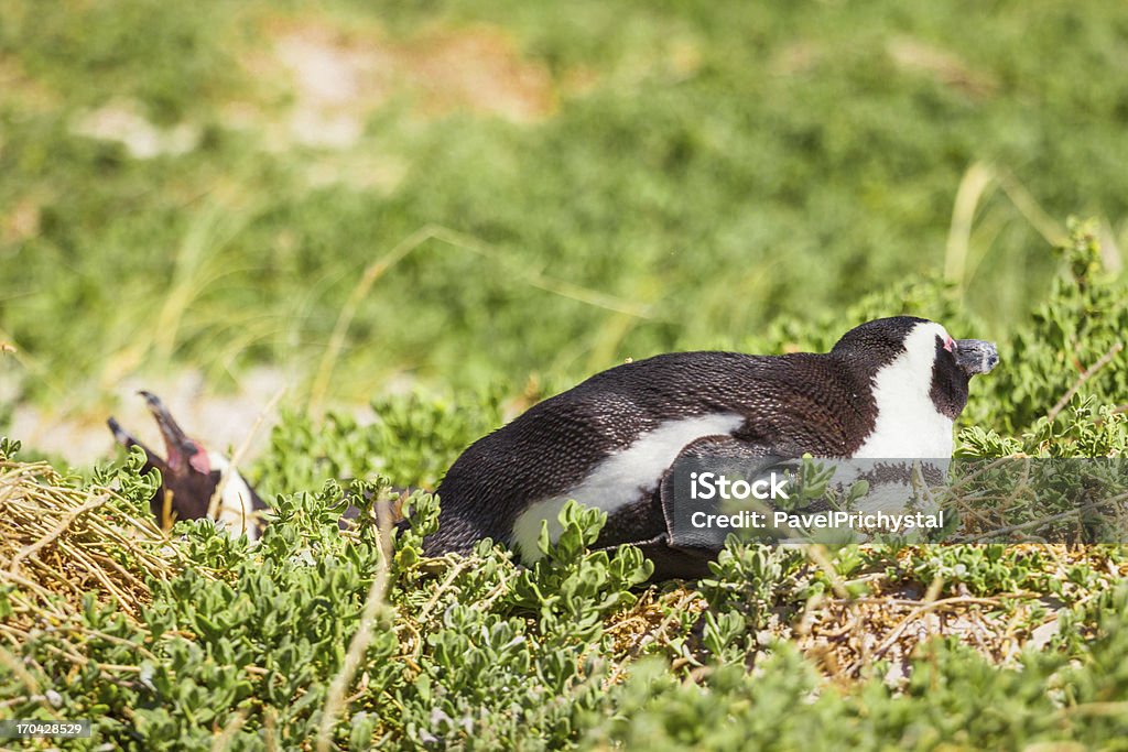 Пингвин в дикой природе - Стоковые фото Африка роялти-фри
