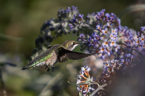 A ruby-throated hummingbird female in the Laurentian forest, in summer.