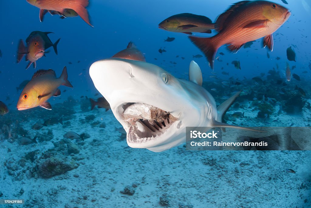 Bocadillo de tiburón - Foto de stock de Tiburón libre de derechos