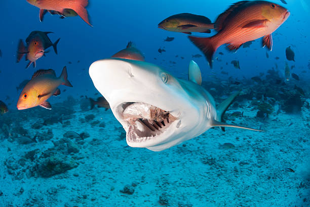 tubarão dentada - tubarão cinzento dos recifes imagens e fotografias de stock