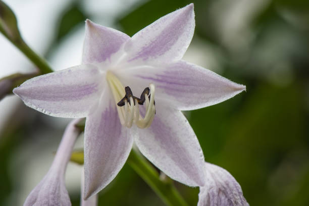 Close up of open hosta flower, shot from low angle.