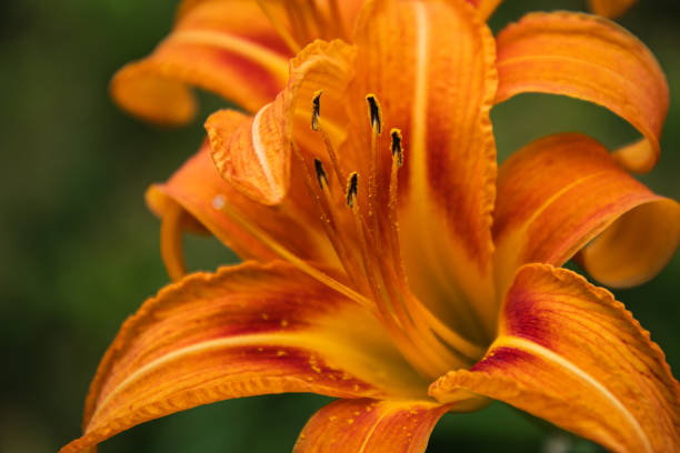 istock Close up of orange daylily 1704292939