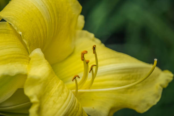 istock Close up of yellow lily 1704292978