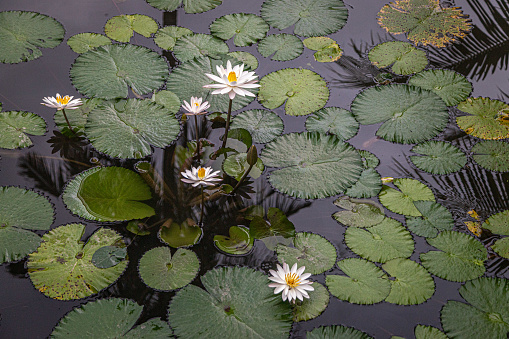White lotus plant in natural pond, summer outdoor day light, tropical garden in Thailand