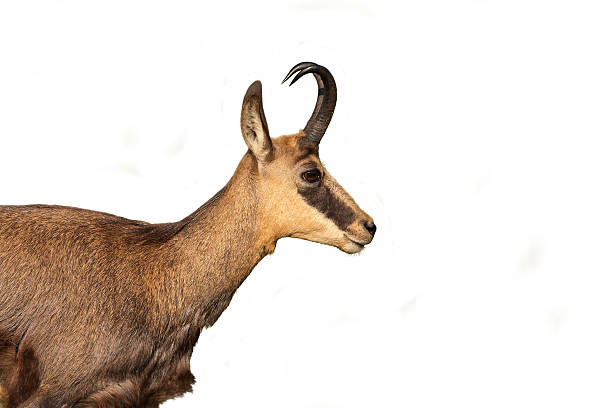istock chamois portrait isolated in white background 170429355