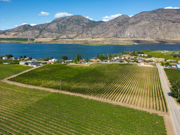 istock Okanagan Valley British Columbia Winery Vineyard Landscape 1704293578