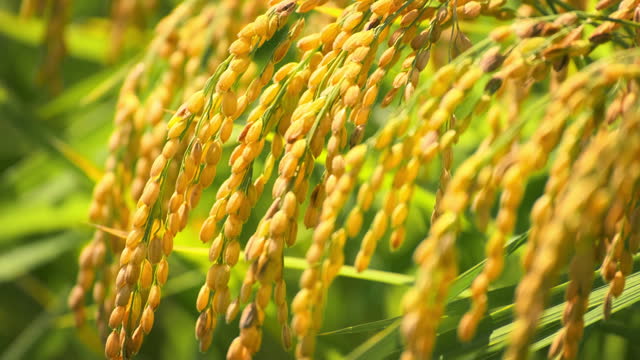 Ears of rice swaying in wind in autumn or fall, Agriculture or food background, Food industry