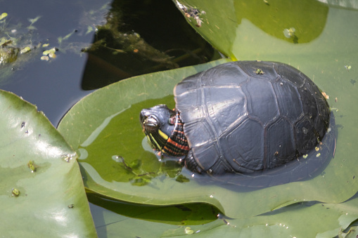 A painted turtle on a lily pad in summer in the Laurentian forest.