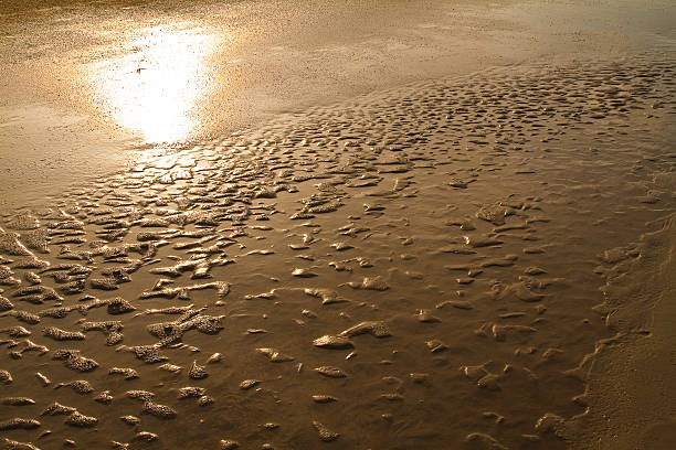 gold deserto para o pôr-do-sol. textura de areia. - dusk shadow dry sandbar - fotografias e filmes do acervo