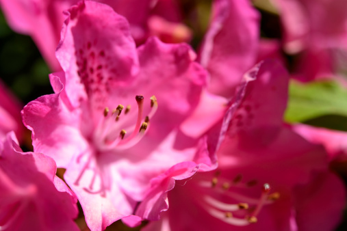 Pink Rhododendron bush close up.