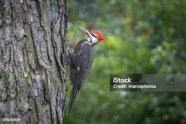 Pileated Woodpecker Picamaderos Norteamericano Grand Pic Stock Photo - Download Image Now