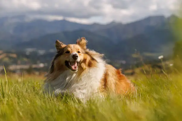 Photo of Dog on the Green Mountain Hill.