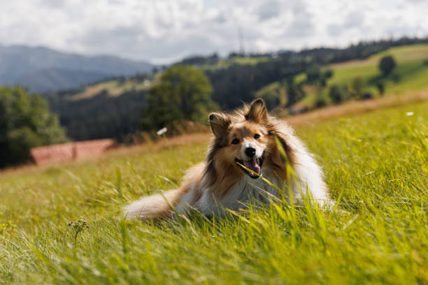 istock Fluffy dog lies on a green mountain meadow. 1704305174