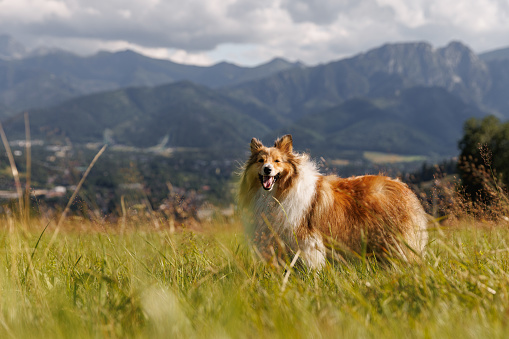 Dog in the mountains. Fluffy sheltie, shetland sheepdog on the green hill