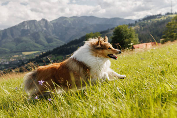 istock Fluffy dog runs and jumps across the mountain meadow. 1704305183