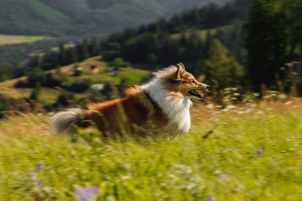 istock Dog on the Green Mountain Hill. 1704305185