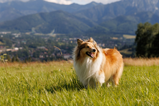 Dog on the Green Mountain Hill