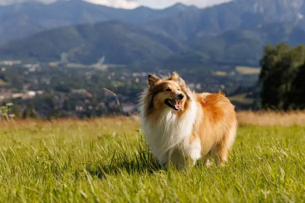 Photo of Dog on the Green Mountain Hill.