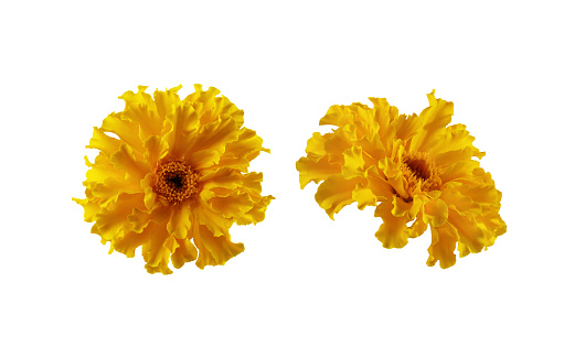 Set of yellow marigold flower isolated on white background. Marigold flower head for design.