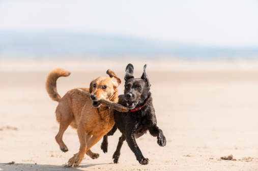 Two dogs playing on the beach with a stick