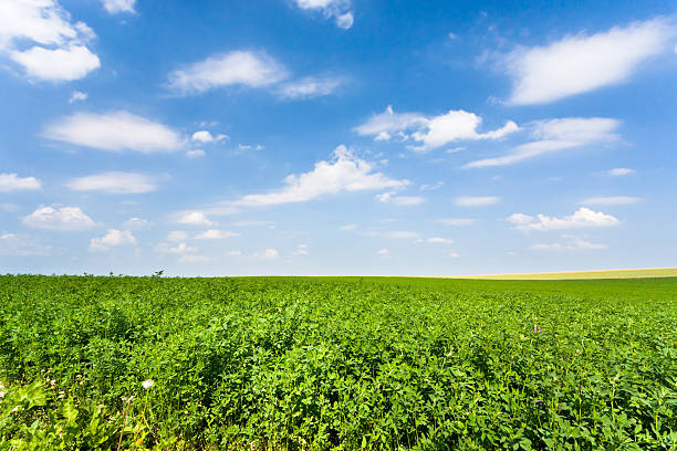 lucerna campo verde sotto un cielo blu - alfalfa foto e immagini stock