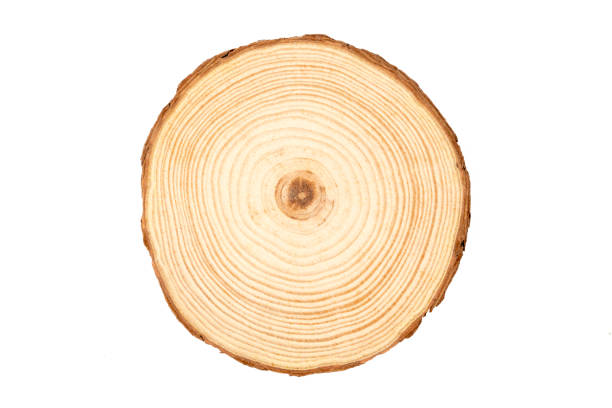 istock Cross section of tree trunk showing growth rings 1704311322