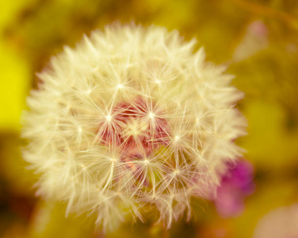Dandelion Seed Head stock photo