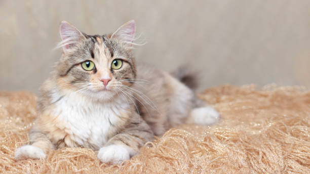 istock Cat is lying on a shiny yellow background. 1704312973