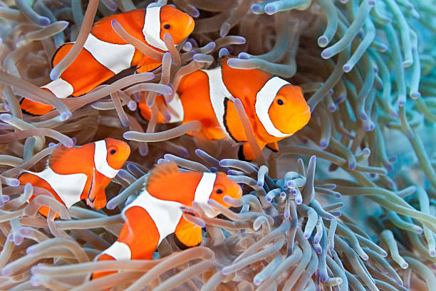 Four clownfish in an anemone underwater Clownfish on the anemone soft coral amphiprion percula stock pictures, royalty-free photos & images