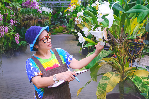 Asian adult female gardener in casual clothes is checking the quality of blooming orchids inside of greenhouse