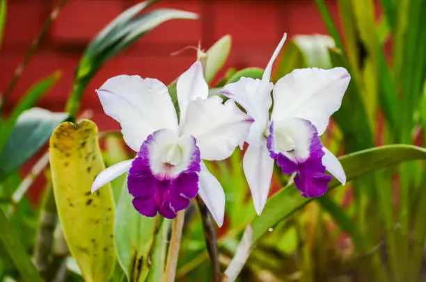Photo of Orchid in peradeniya botanical garden, Sri Lanka