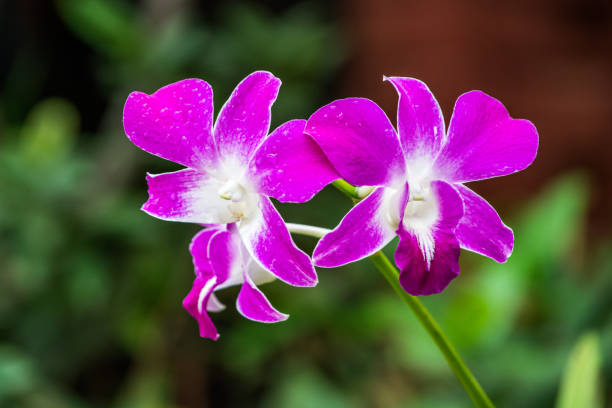 Background of flowers frame, Beautiful Purple  orchid flower for background.