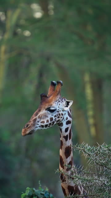Masai Giraffe eating shoots from a tree in Lake Nakuru Kenya Africa