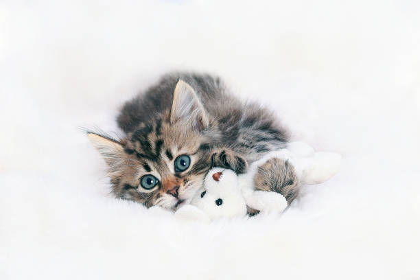 Cat lies and plays with a toy Bunny. Baby Kitten rests on white fur and looking at the camera. Tiny Cat close-up on a white background. Pet. Beautiful Kitten rests and hugs the toy Rabbit. Maine Coon