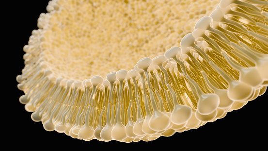 Endosomes - 3d rendered image of Endosomes are membrane-bound organelles. They are parts of endocytic membrane transport pathway.  Endomembrane system in cells. Bilayer Lipid Membrane. Abstract medical illustration. Microscopic view. Microbiologic research concept.