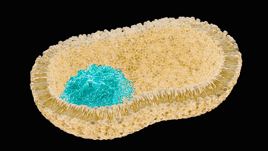 Endosomes - 3d rendered image of Endosomes are membrane-bound organelles. They are parts of endocytic membrane transport pathway.  Endomembrane system in cells. Bilayer Lipid Membrane. Abstract medical illustration. Microscopic view. Microbiologic research concept.