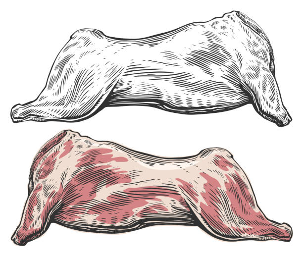 Whole raw meat carcass. Vector illustration engraving style