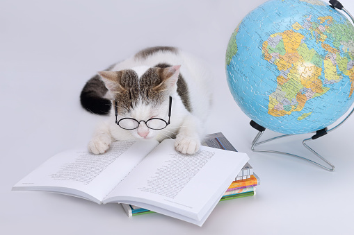 Cat in glasses lies on an open book. scientist cat the cat is reading a book. Day of Knowledge. education of children. school lessons.