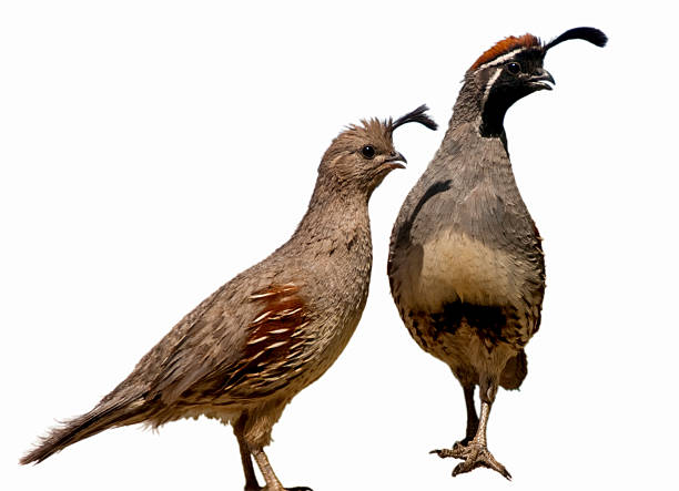 These images of a mated pair of wild Gambel's quail, female and male, are isolated on white. The original photo was taken in the backyard of a Las Cruces, New Mexico home. The quail parents look anxious because they are watching after their baby chicks. Gambel's quail are common in New Mexico and Arizona deserts.