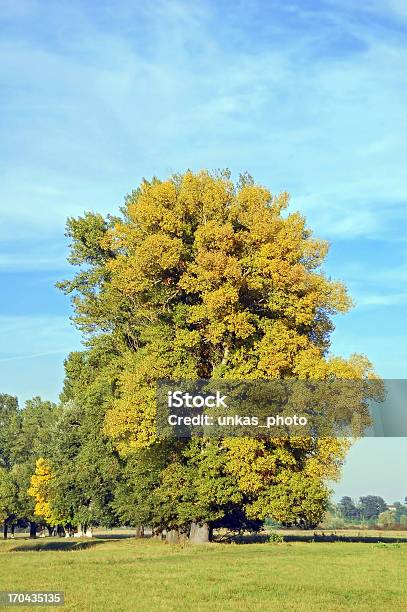 Photo libre de droit de Automne Peuplier banque d'images et plus d'images libres de droit de Arbre - Arbre, Automne, Beauté de la nature