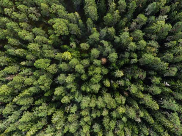 istock View of a vibrant and lush green forest with pine trees 1704351640