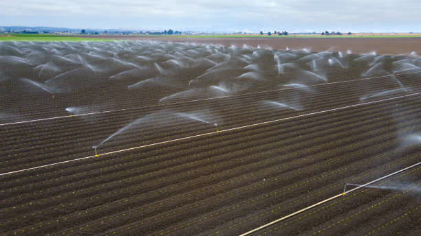 istock Sprinkler irrigation on farm land 1704360427