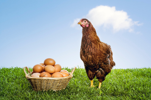 Eggs in a basket