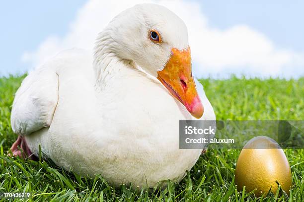 Goose With Golden Egg Stock Photo - Download Image Now - Goose - Bird, Gold - Metal, Gold Colored